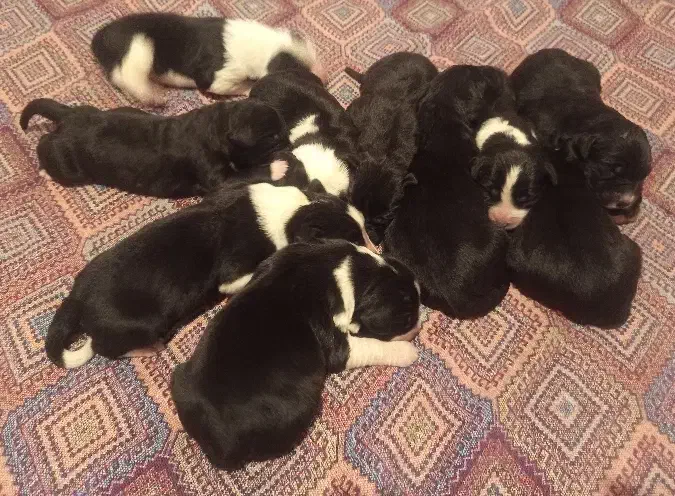 قهدریجانی|سگ|پاکدشت, خاتون آباد|دیوار