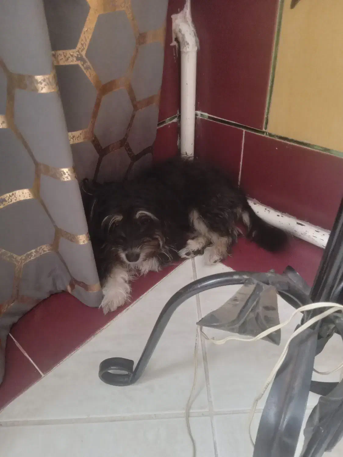 فروشی|سگ|مهدی شهر, |دیوار