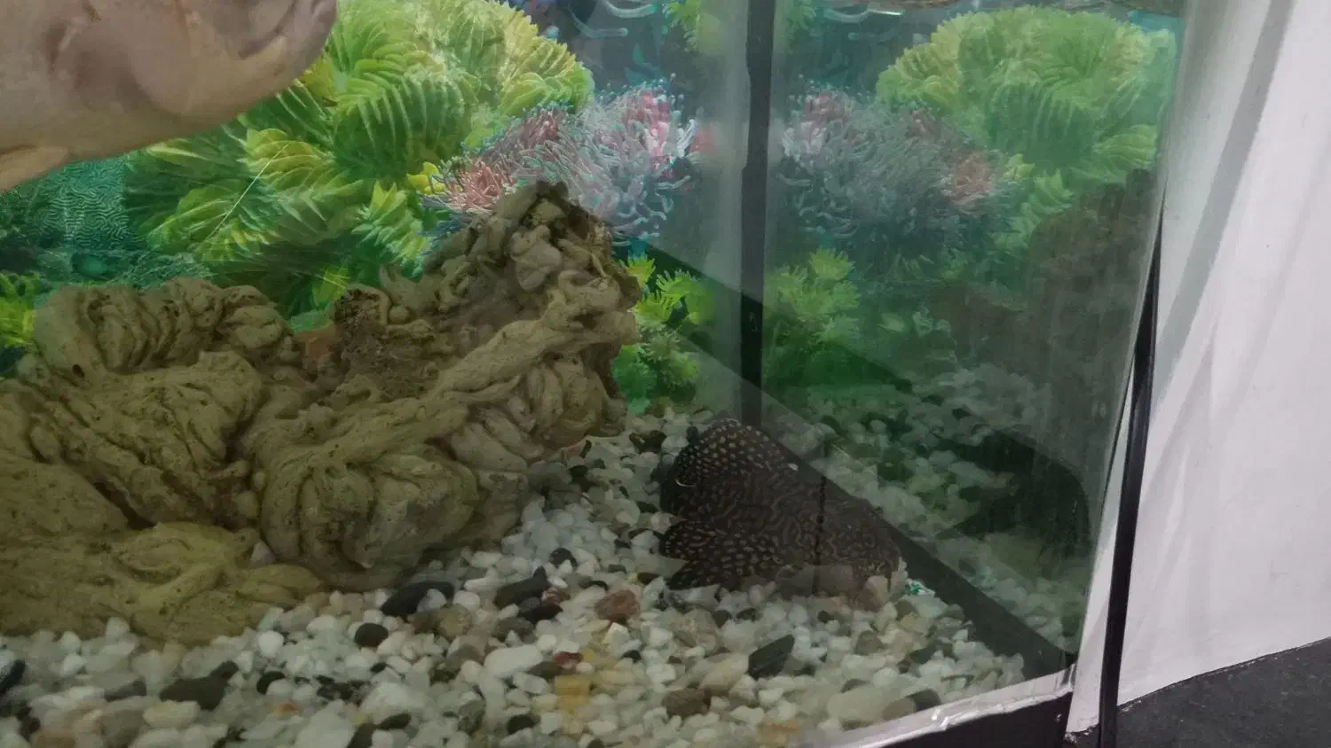 آکواریم شیشه خم شرکتی|ماهی|کنگاور, |دیوار