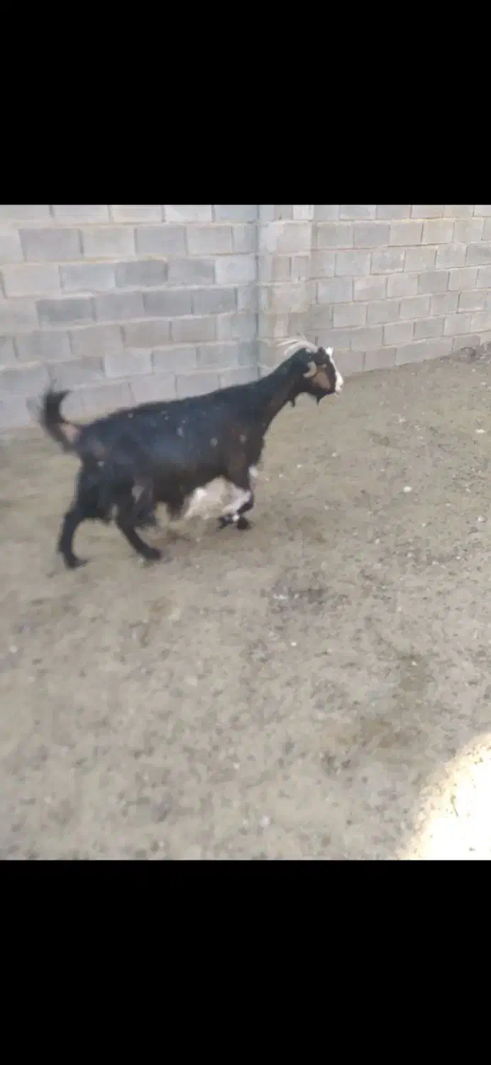 میش بز بره وکهره.قوچ .دبر|حیوانات مزرعه|شیراز, داریون|دیوار