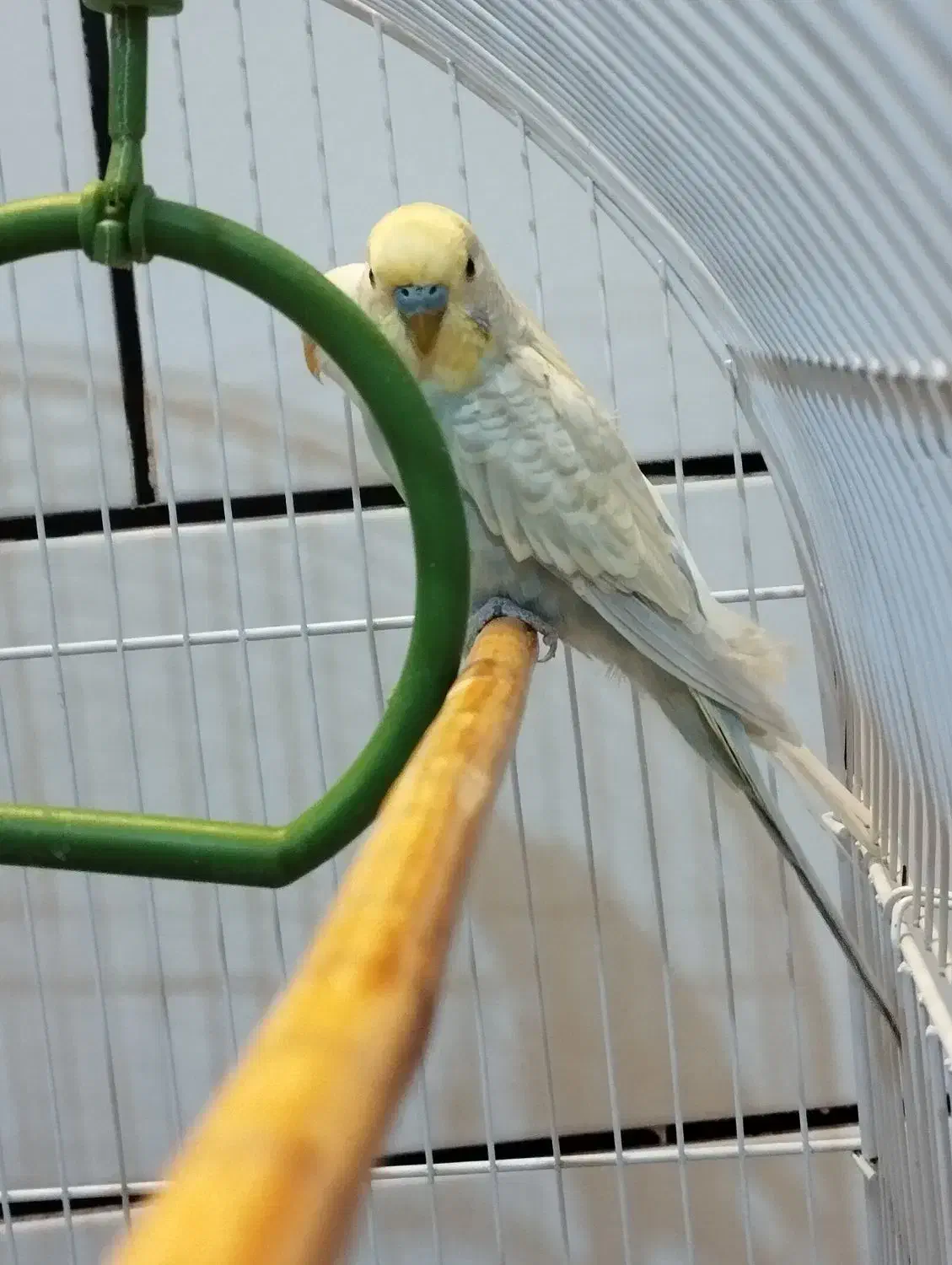 مرغ عشق مولد|پرنده|پیر بکران, |دیوار