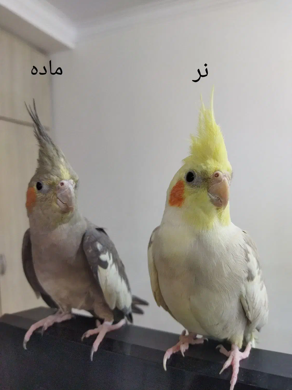 یک جفت عروس هلندی نروماده|پرنده|ری, ولی آباد|دیوار