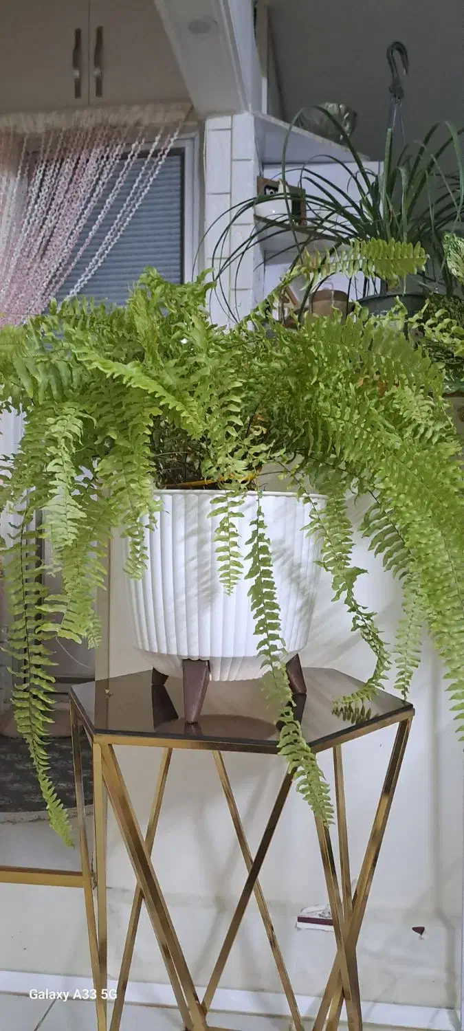 گل سرخصی سالم سرحال|گل و گیاه طبیعی|مشهد, کوی ولیعصر|دیوار