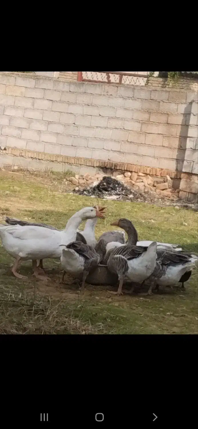 غازمحلی ارگانیک گوشتی ودرشت|حیوانات مزرعه|ساری, |دیوار