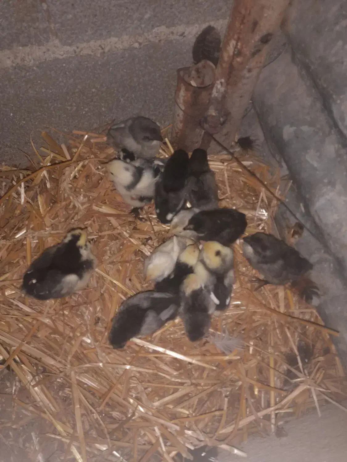 جوجه گلین لری|حیوانات مزرعه|سرخنکلاته, |دیوار