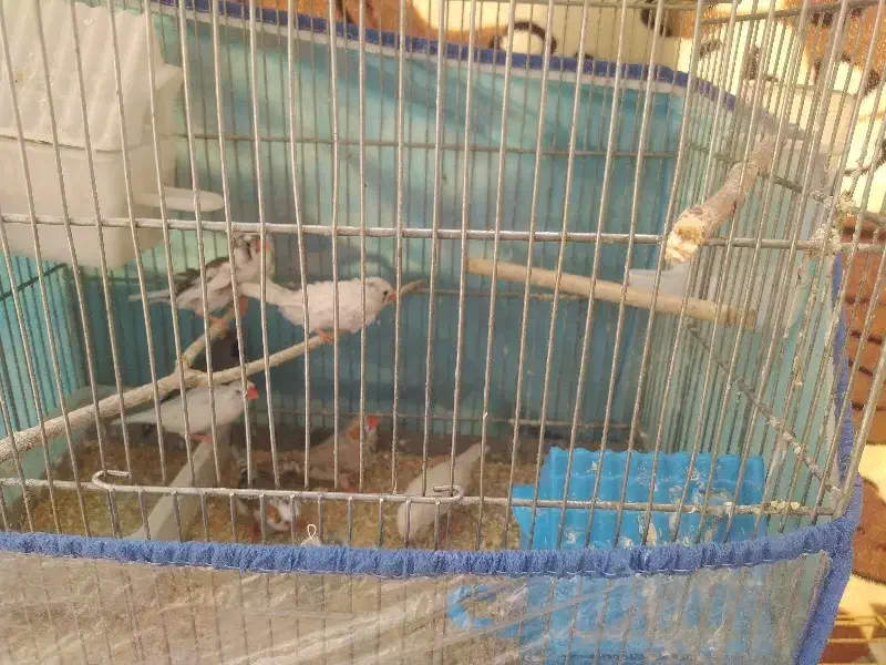 فنچ|پرنده|همدان, |دیوار