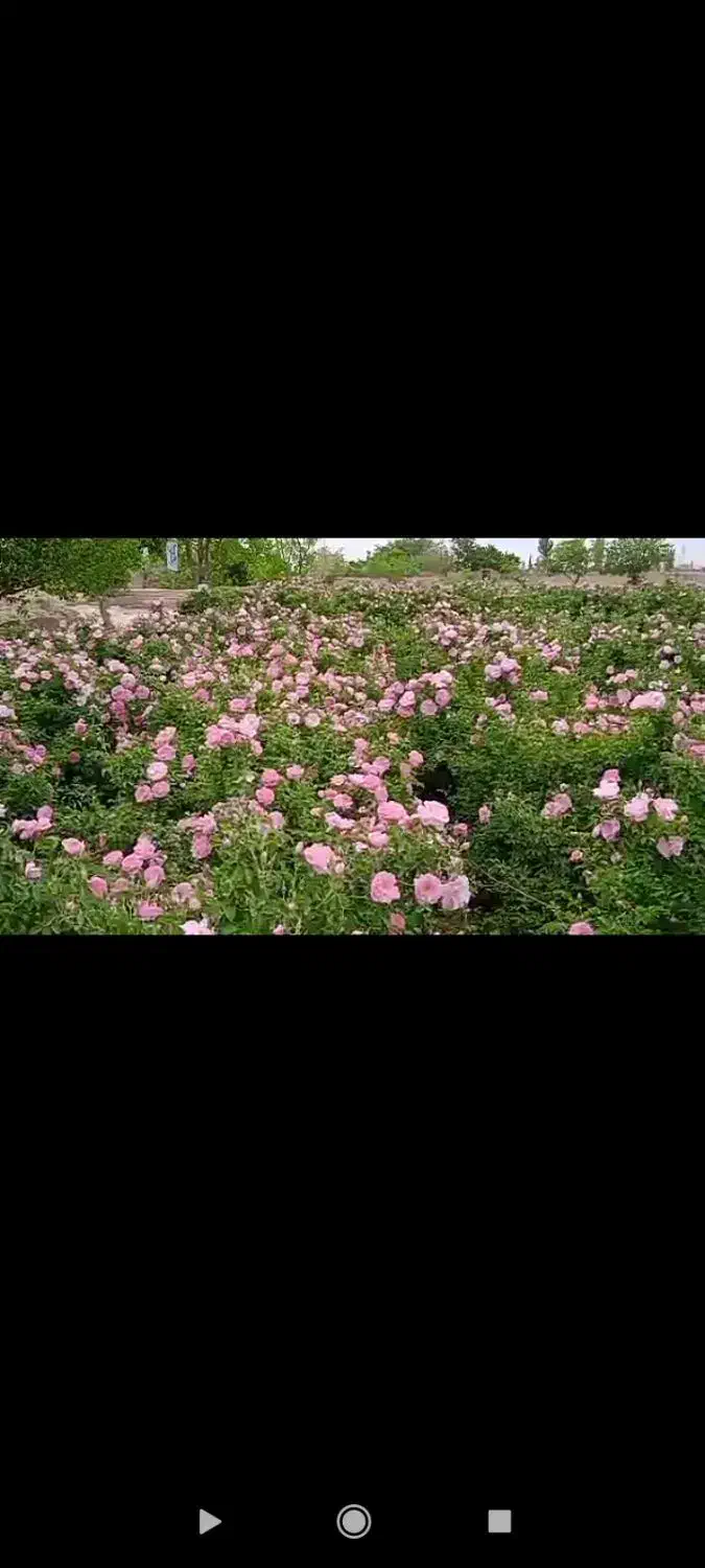 نهال گل محمدی|گل و گیاه طبیعی|مشهد, فرخد|دیوار