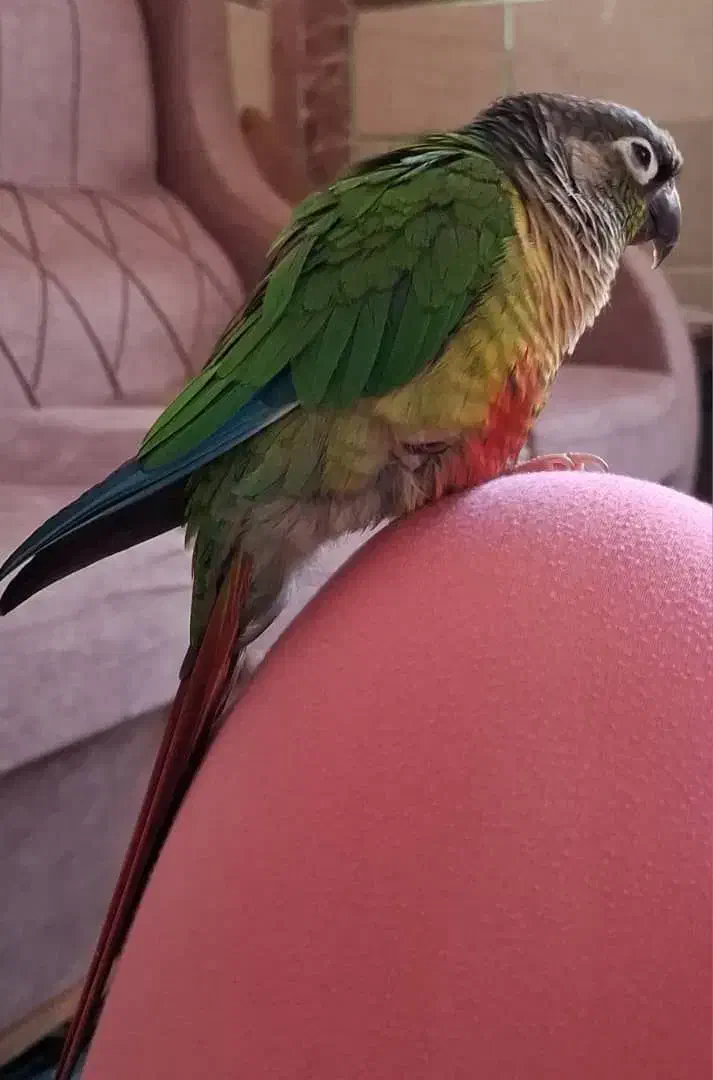 طوطی گرینچینگ گمشده|حیوانات|زرند, |دیوار