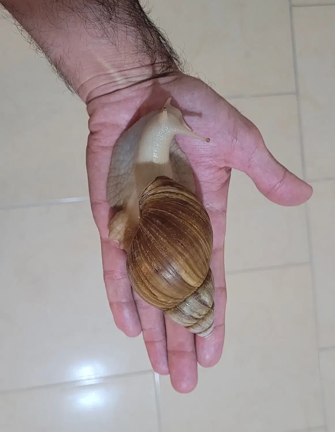 حلزون آفریقایی مولد|خزنده|تهران, تهرانپارس شرقی|دیوار