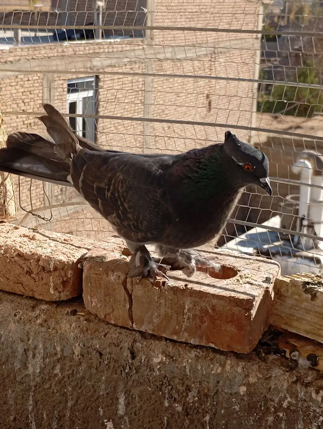 کبوتر فروشی|پرنده|بکتاش, |دیوار