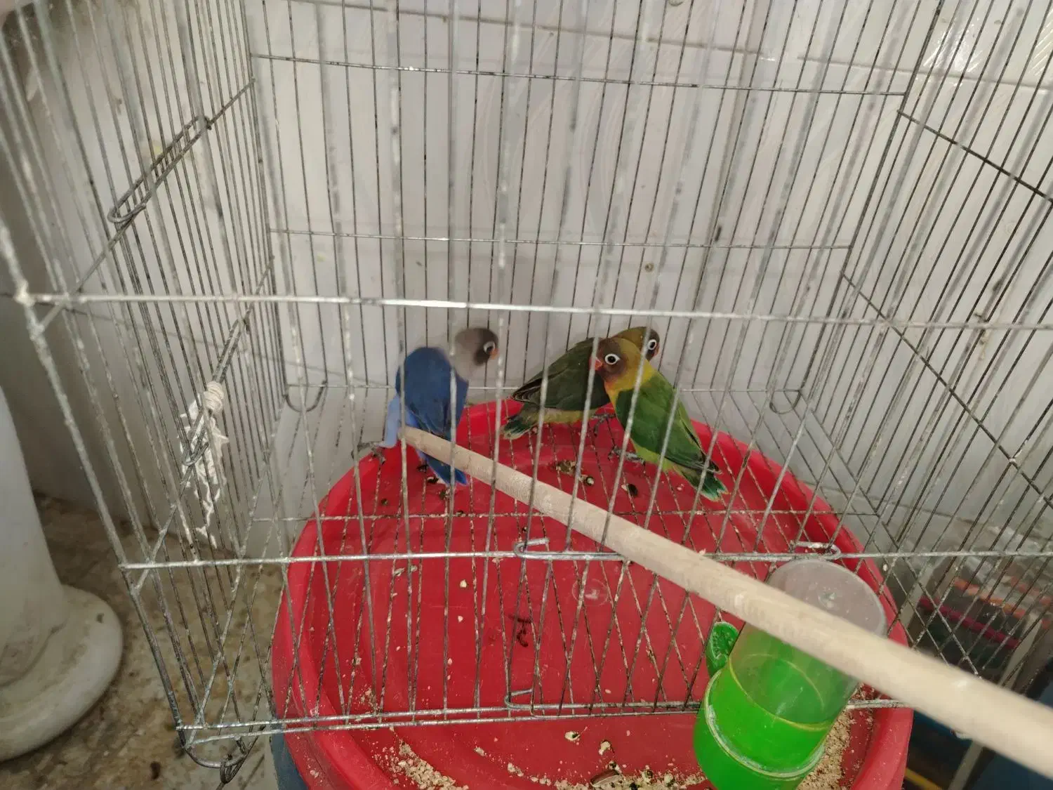 طوطی برزیلی 2 ماهه دستی کاملا رام|پرنده|قائم‌شهر, |دیوار