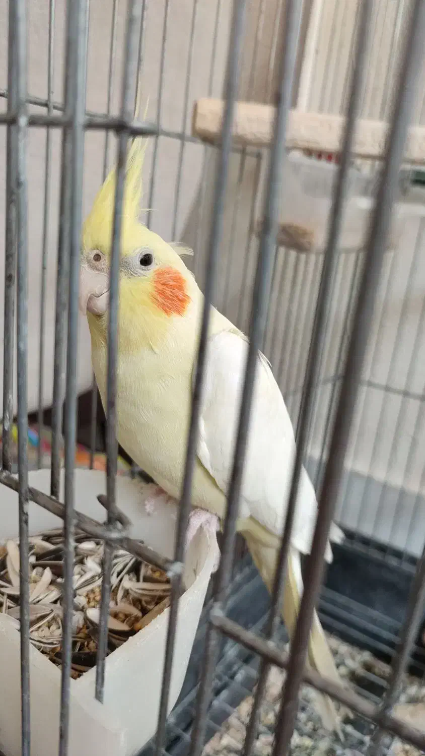 عروس هلندی|پرنده|اصفهان, شهرک کاوه|دیوار