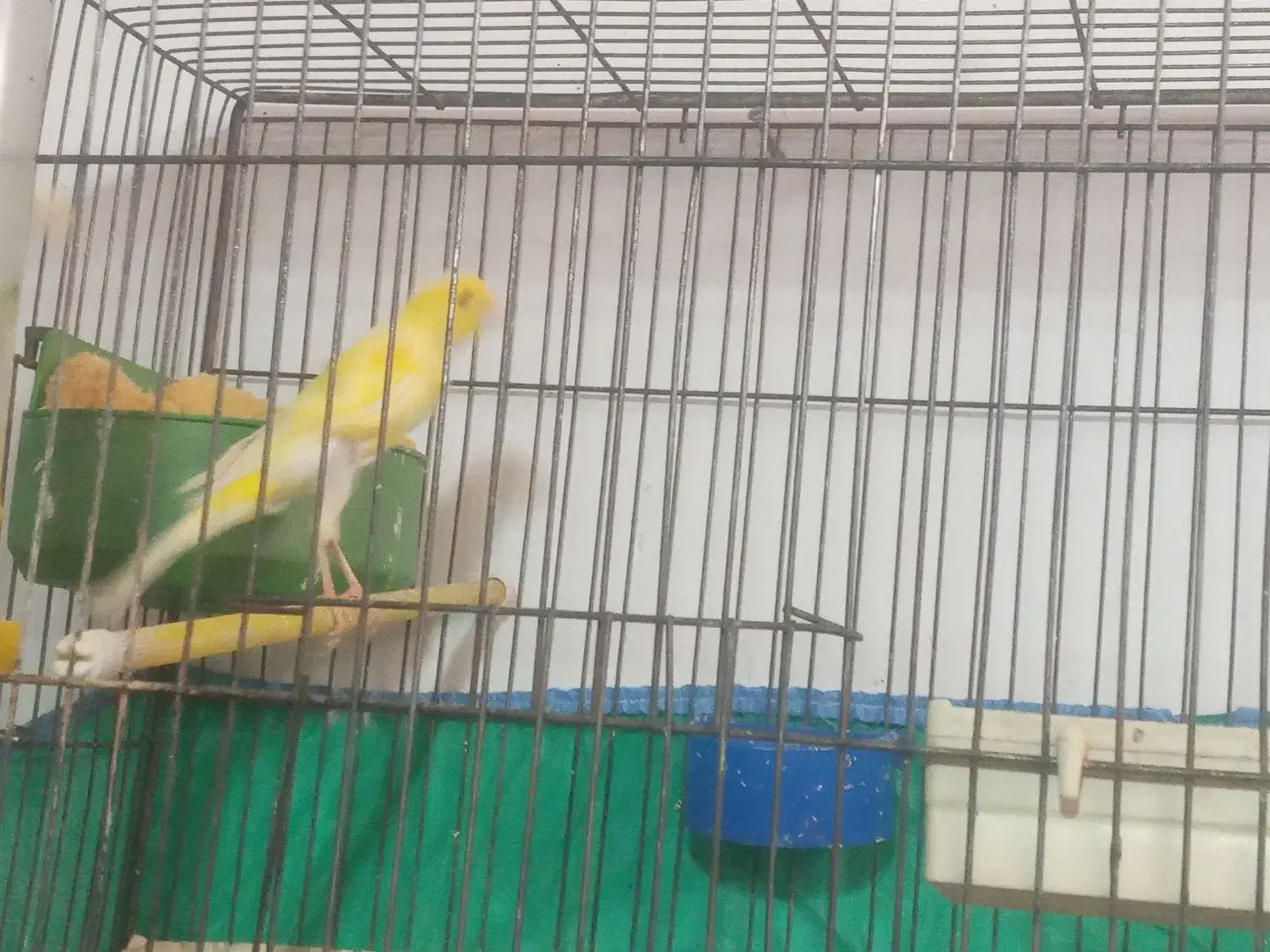 قناری ماده|پرنده|ارسنجان, |دیوار