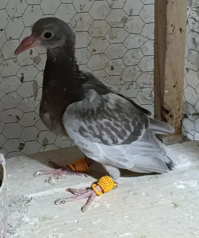 جوجه سار ه مشکی قزوینی|پرنده|تربتحیدریه, مسجد جامع|دیوار