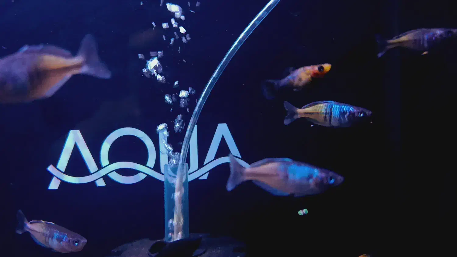 رینبو بوسمانی صیدی|ماهی|کرمان, |دیوار