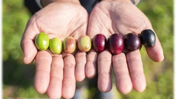 زیتون سرخ|خوردنی و آشامیدنی|شیراز, شهرک کوثر|دیوار