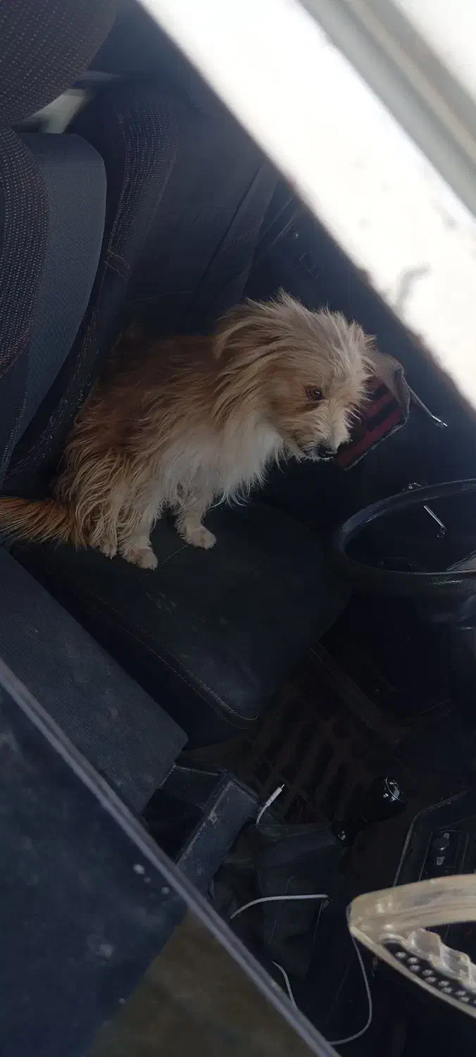 حیوانات|سگ|عقدا, |دیوار