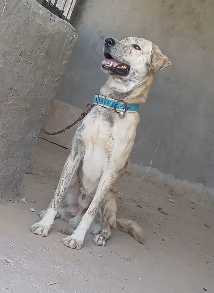 سگ شکاری|سگ|بندرعباس, |دیوار