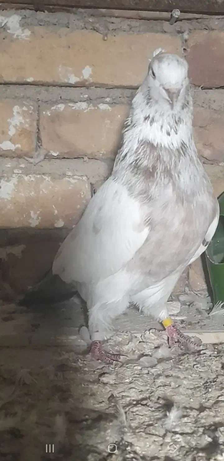 کفتره پرشی|پرنده|پارس‌آباد, |دیوار