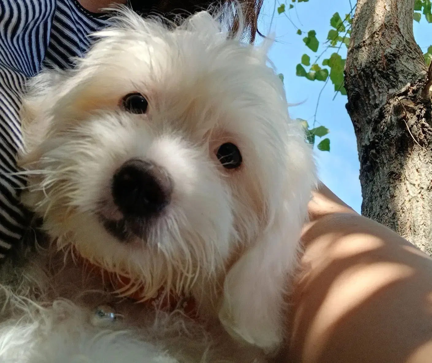 دختر مهربون و دوست داشتنی|سگ|بندر انزلی, گمرک|دیوار