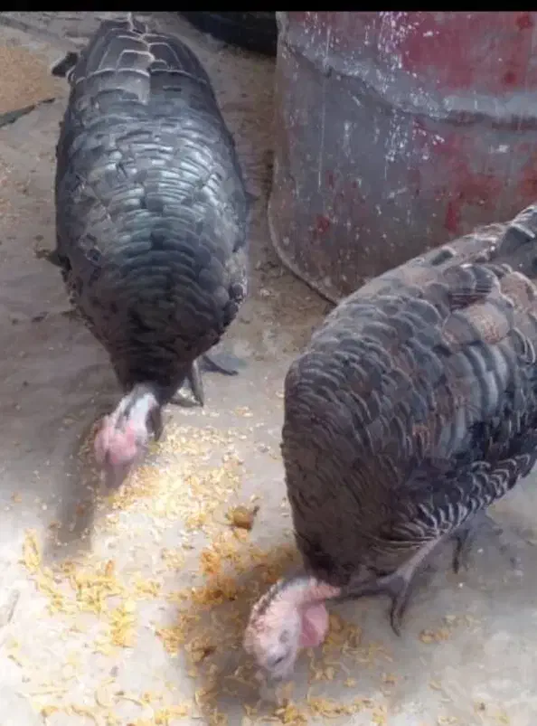 بوقلمو|حیوانات مزرعه|کرمان, |دیوار