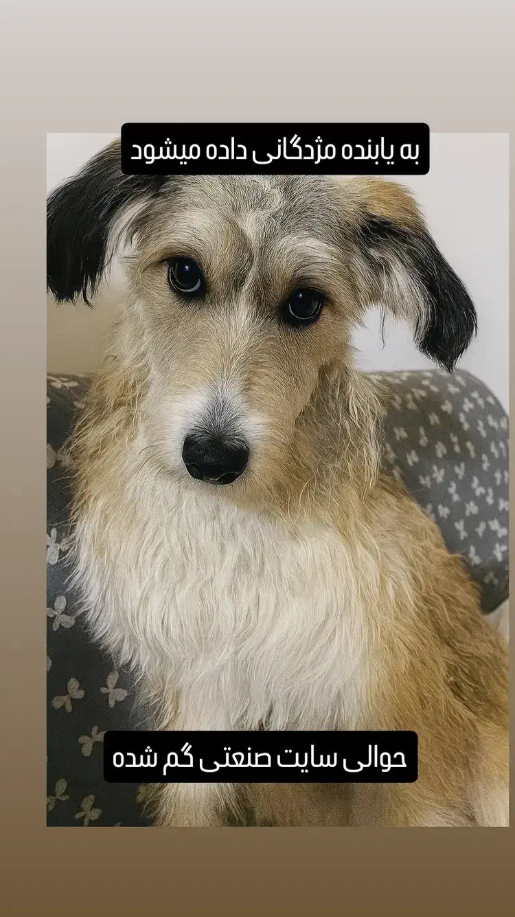 ماده|حیوانات|فولادشهر, B1|دیوار