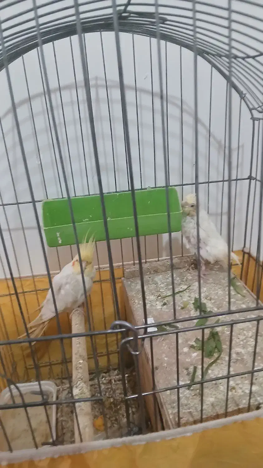 عروس هلندی|پرنده|کوهدشت, |دیوار