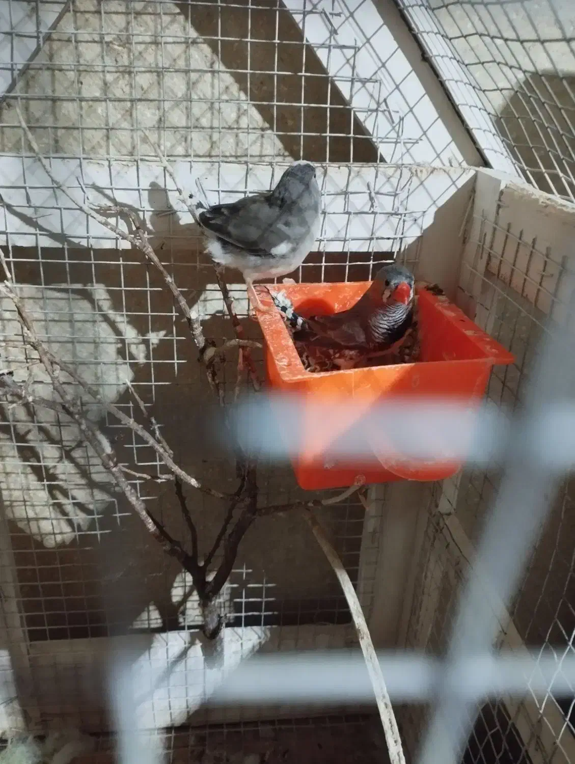 فنچ زبرا|پرنده|مشگین شهر, |دیوار