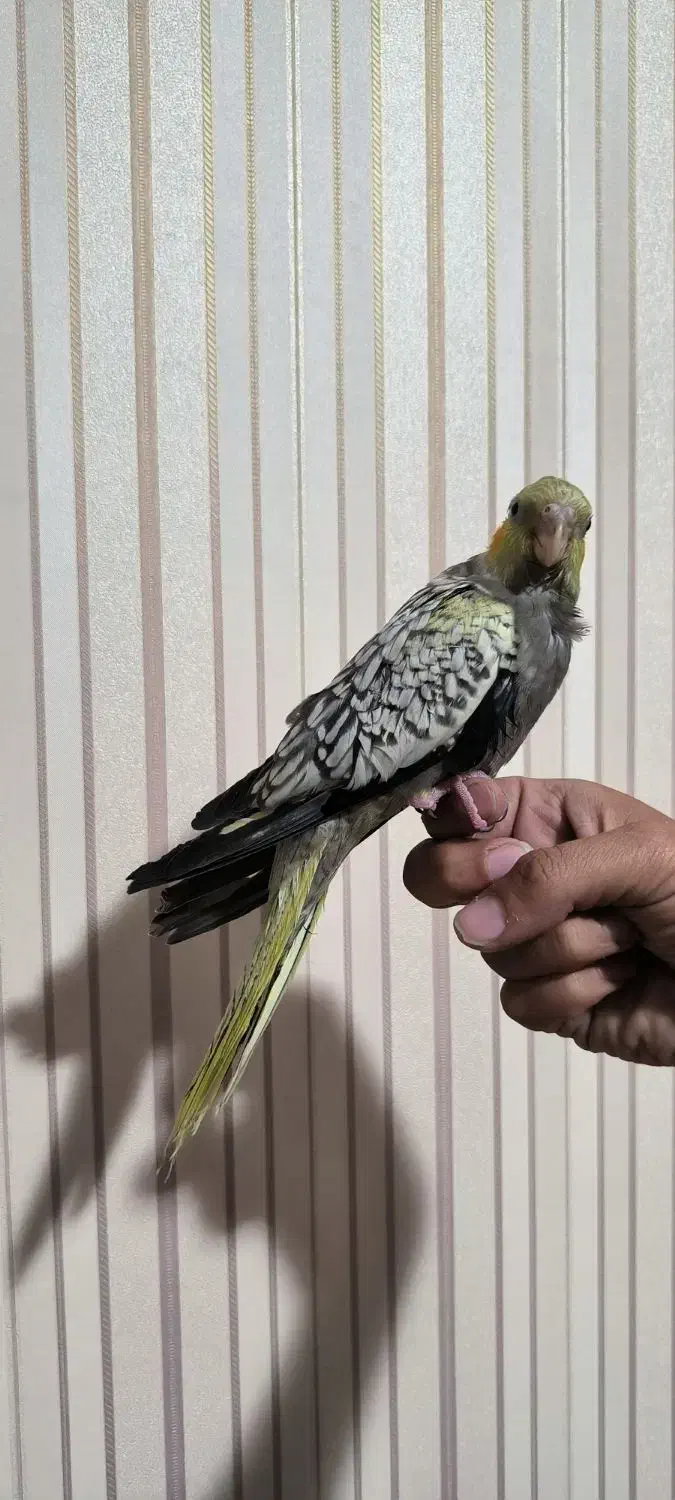 جوجه عروس هلندی|پرنده|شیراز, شهرک فرهنگیان|دیوار