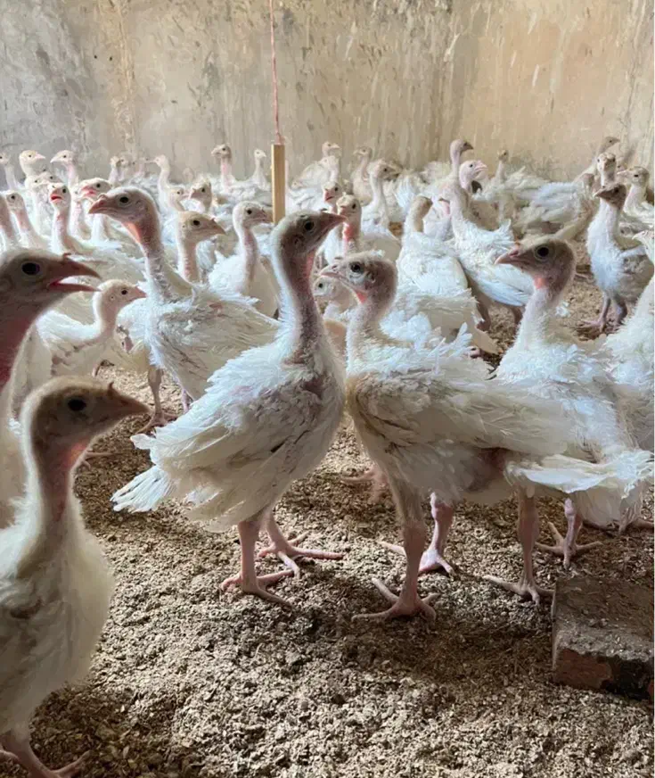 جوجه بوقلمون بیوتی سیکس یکماه وزن یک کیلو|حیوانات مزرعه|کرمان, |دیوار