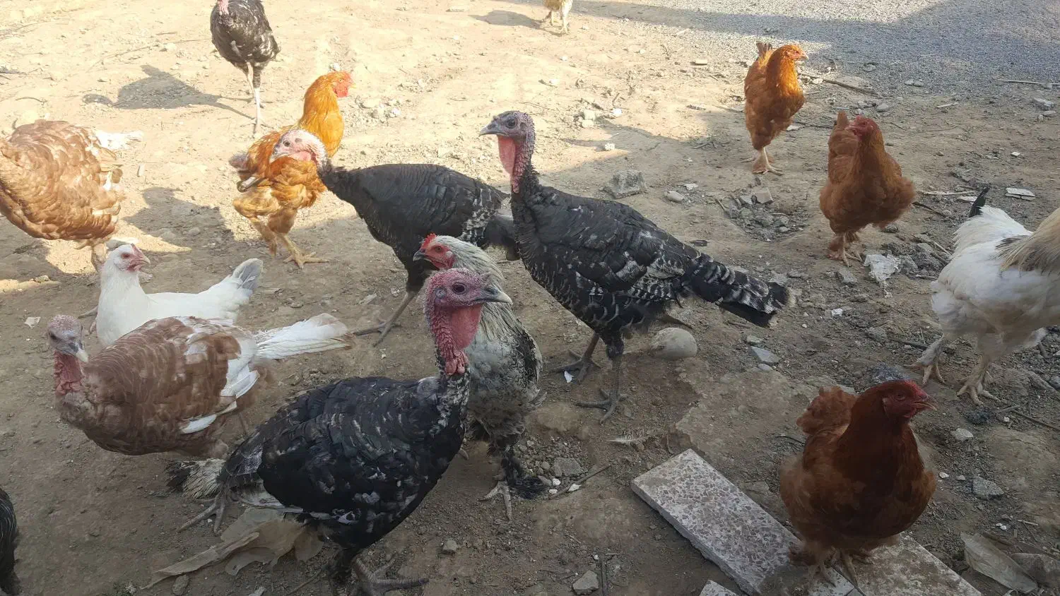 امپراطور و بوقلمون برنز سینه پهن|پرنده|قائمشهر, |دیوار