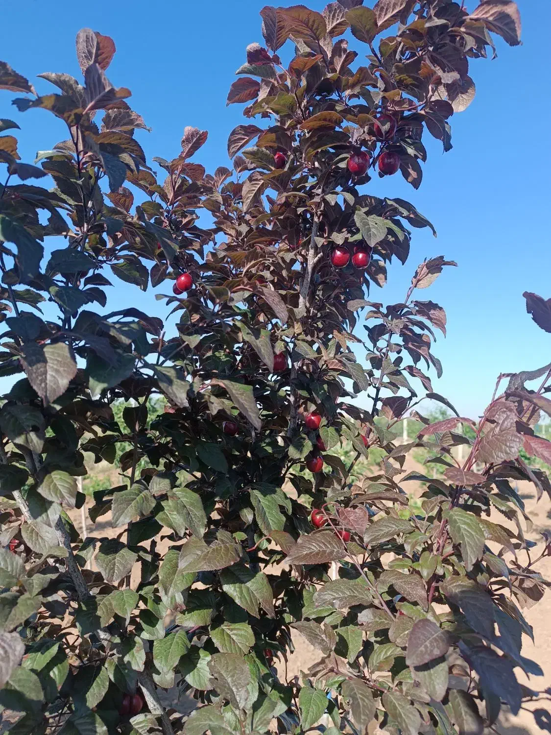 باغ ویلا سلطنتی|فروش دفتر صنعتی، کشاورزی، تجاری|الوند, |دیوار