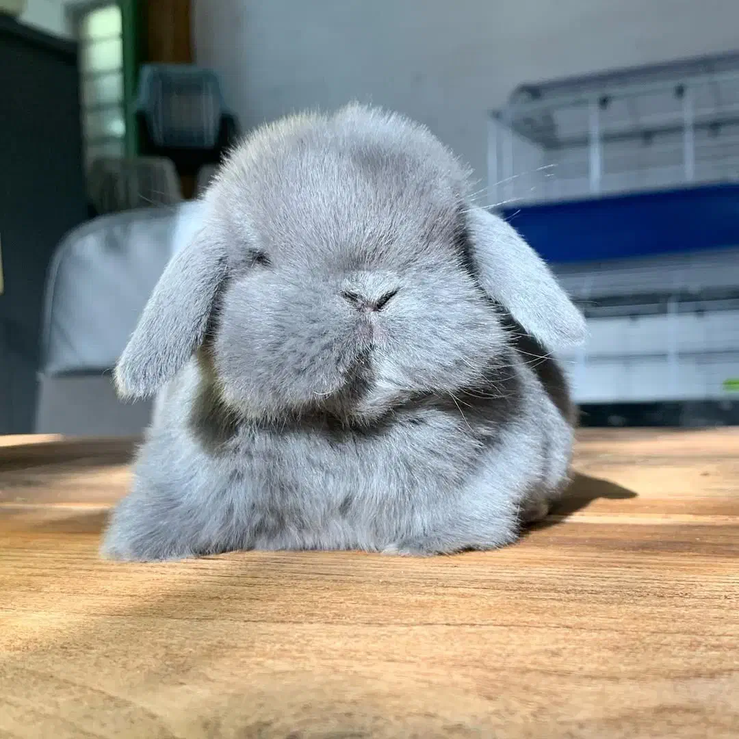 خرگوش ایتالیایی عروسکی|موش و خرگوش|اهواز, گلستان|دیوار