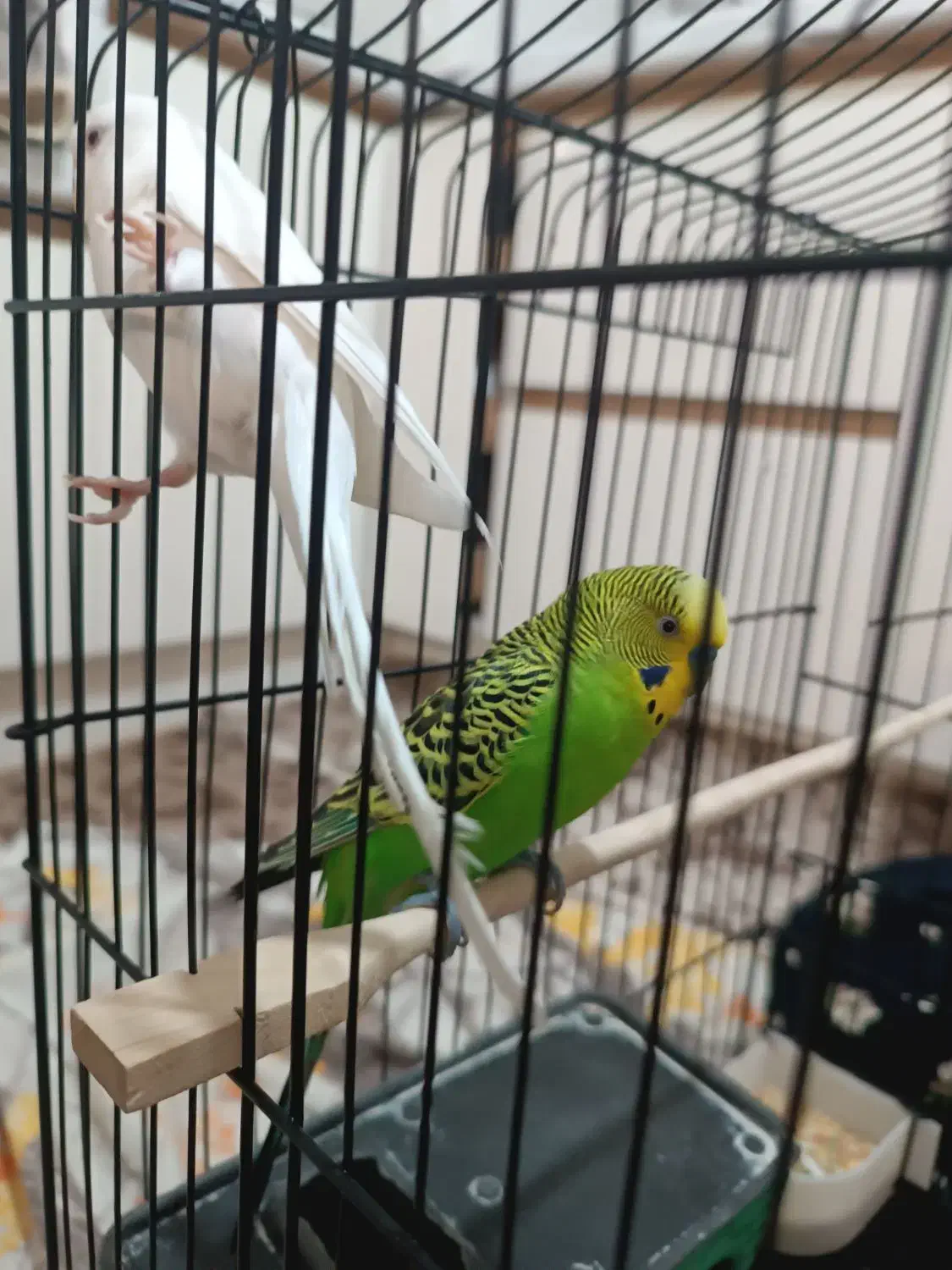 مرغ عشق|پرنده|مهاباد (آذربایجان غربی), |دیوار