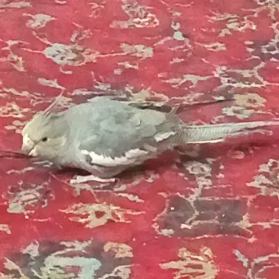 ۴تاعروس هلندی ماده|پرنده|خرمآباد, |دیوار