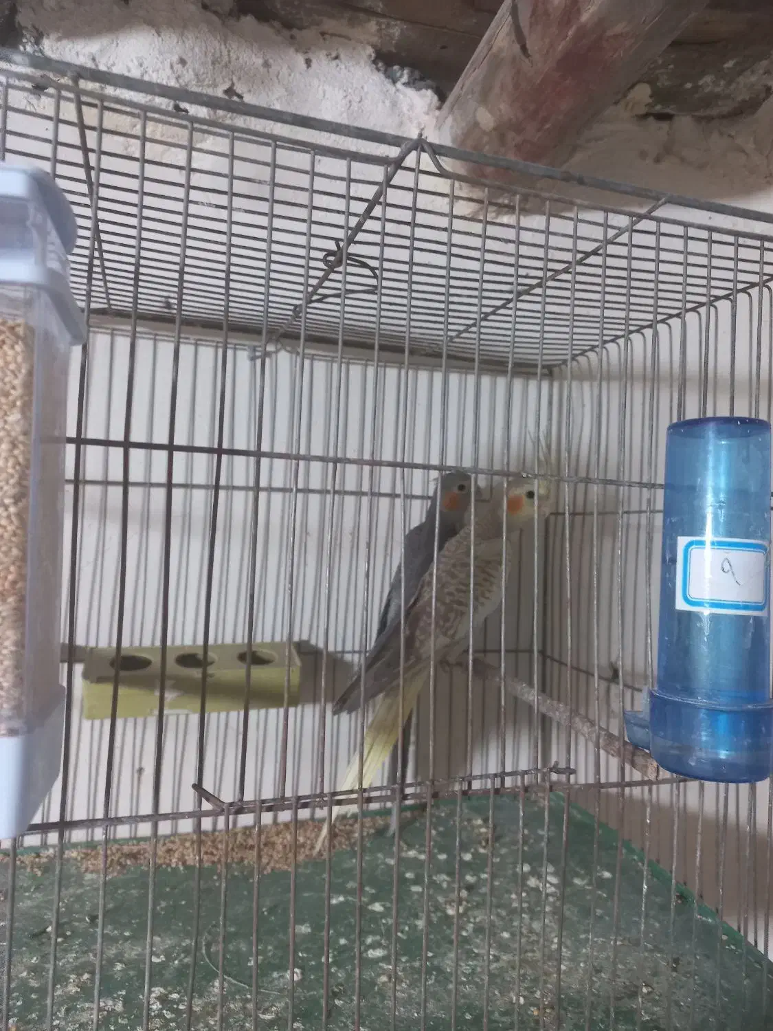 جوجه عروس هلندی|پرنده|اصفهان, آبشار|دیوار