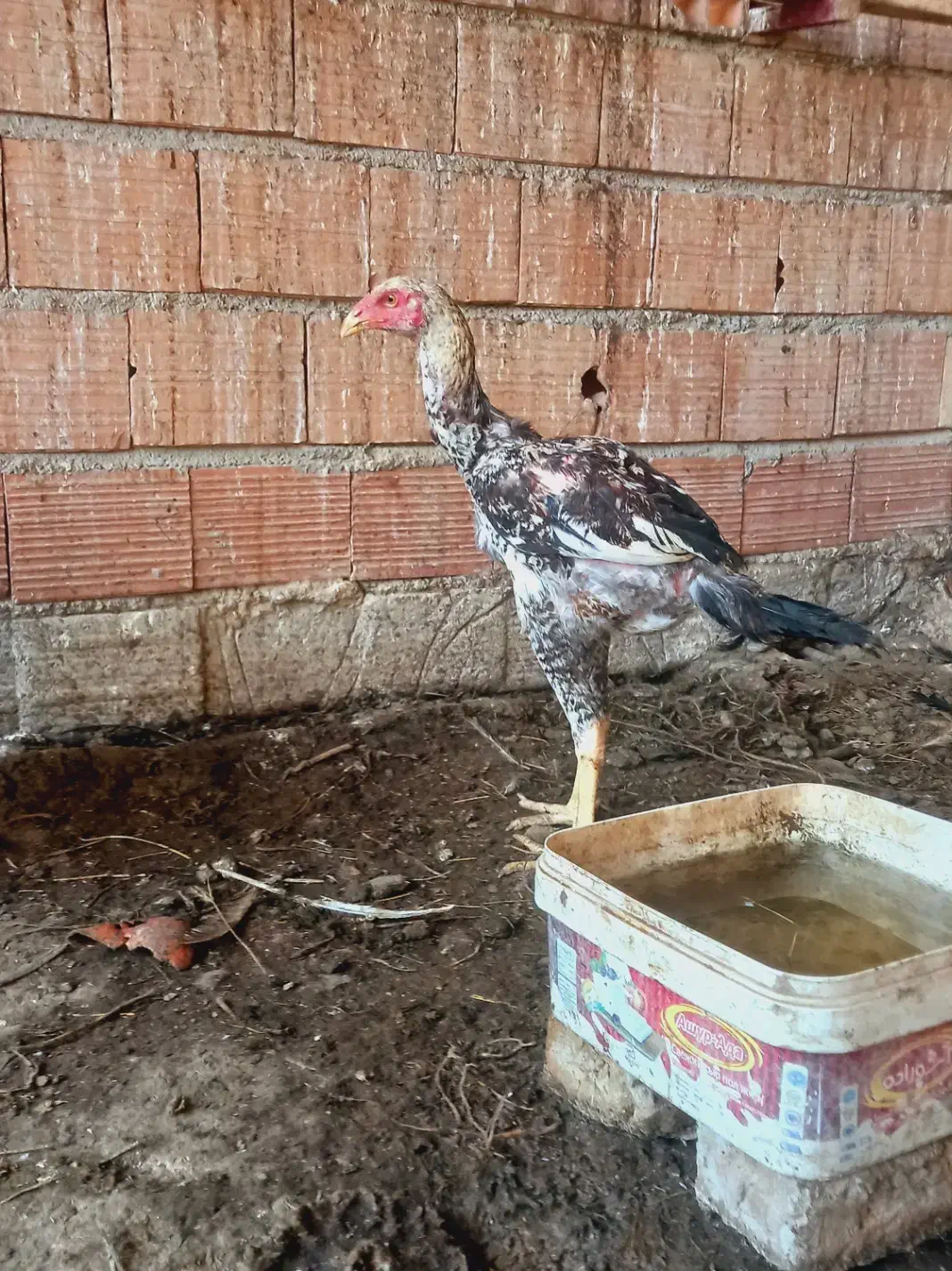 خروس لاری|حیوانات مزرعه|آق قلا, |دیوار