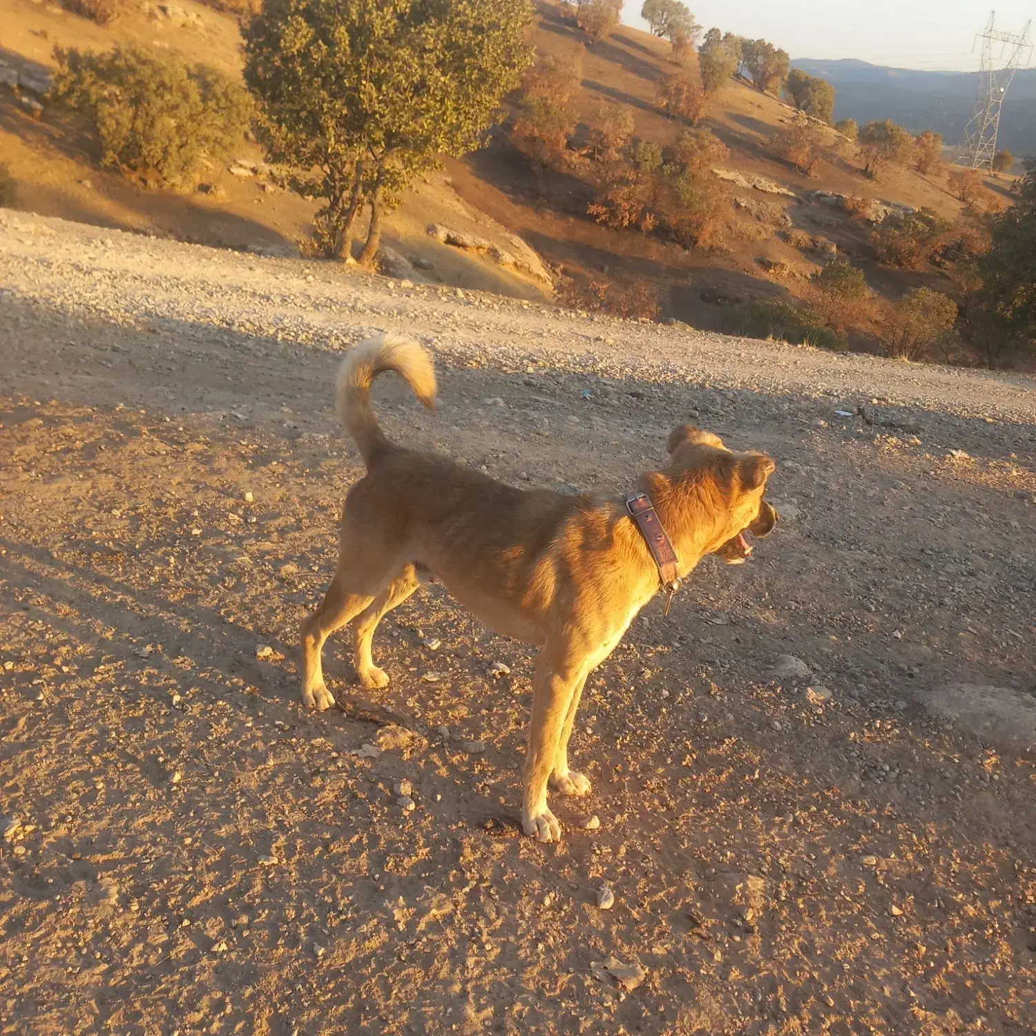 سگ شکاری|سگ|خرمآباد, |دیوار