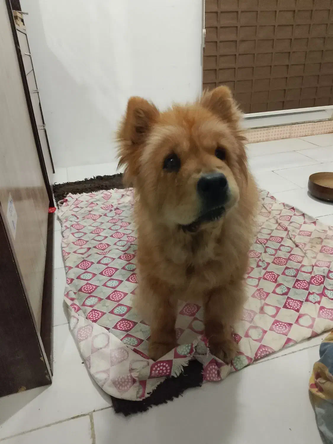 چاوچاو واگذاری|سگ|تهران, تهرانسر مرکزی|دیوار