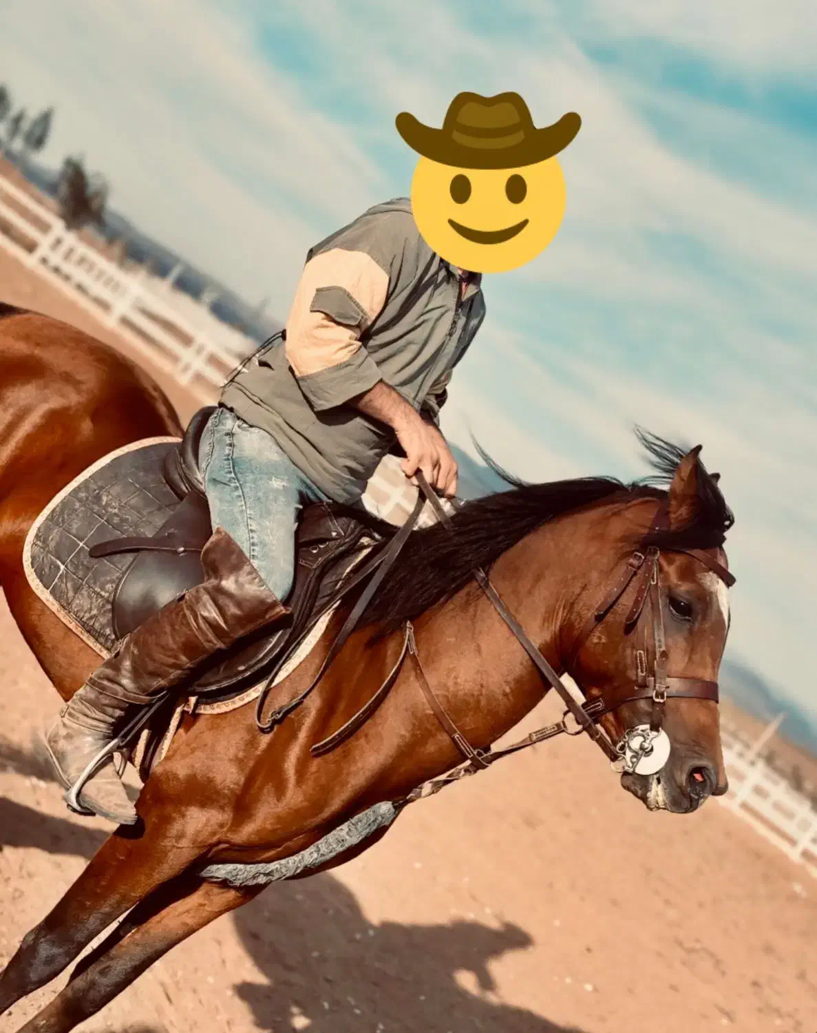 اسب عرب|اسب و تجهیزات اسبسواری|اردبیل, |دیوار