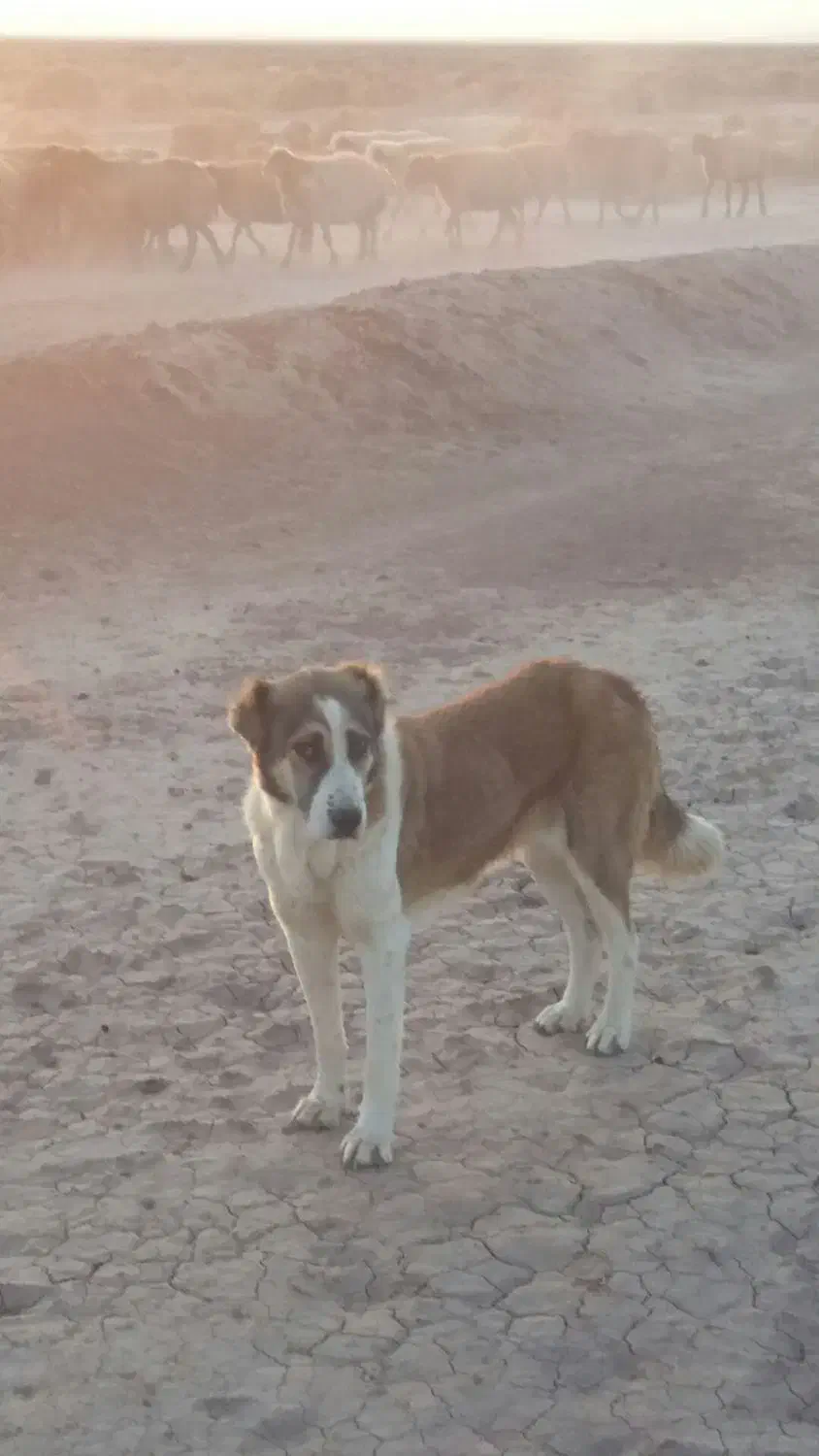 سگ گله گی|حیوانات مزرعه|میان جلگه, |دیوار