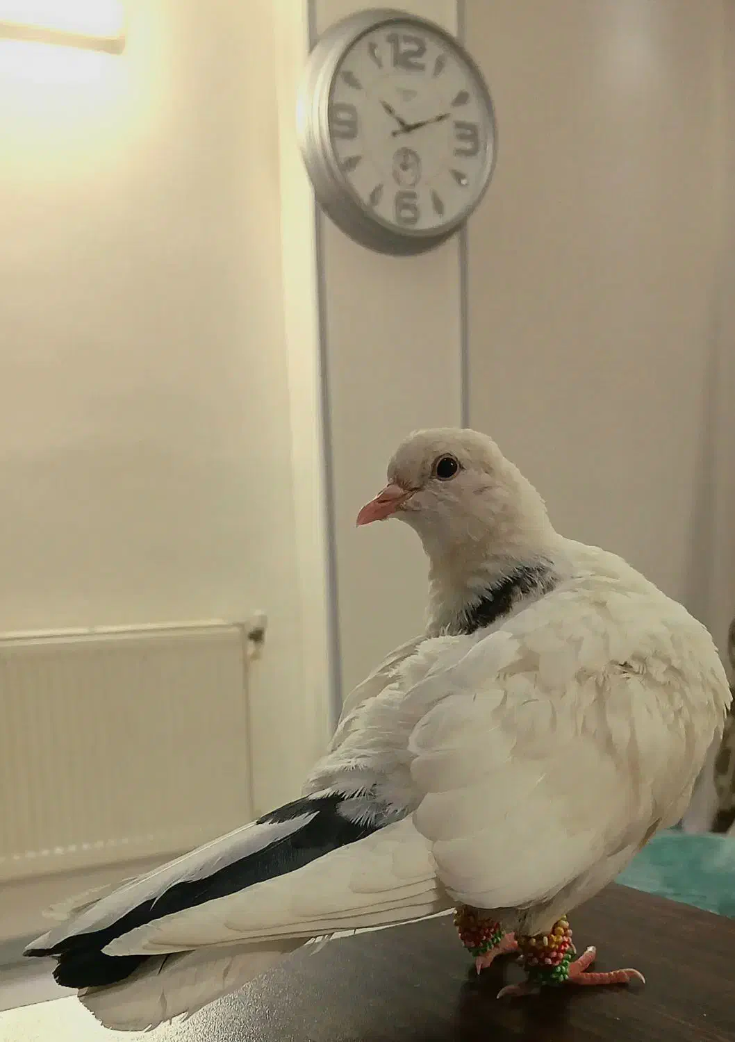 کبوتر دستی|پرنده|شاهین‌شهر, مسکن مهر|دیوار