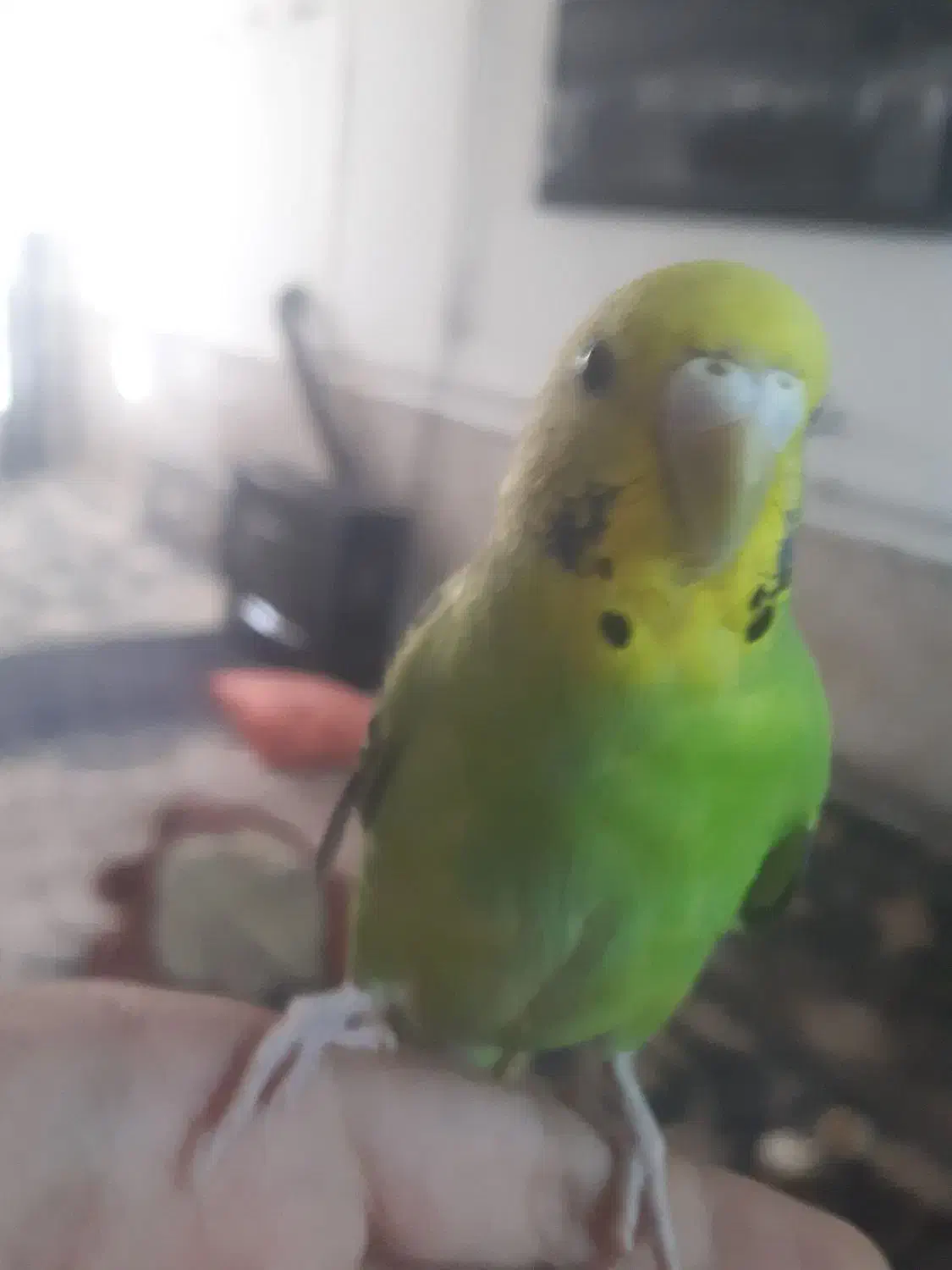 مرغ عشق|پرنده|مشهد, فدک|دیوار