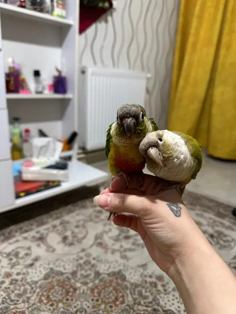 طوطی گرینچیک|پرنده|آستارا, |دیوار