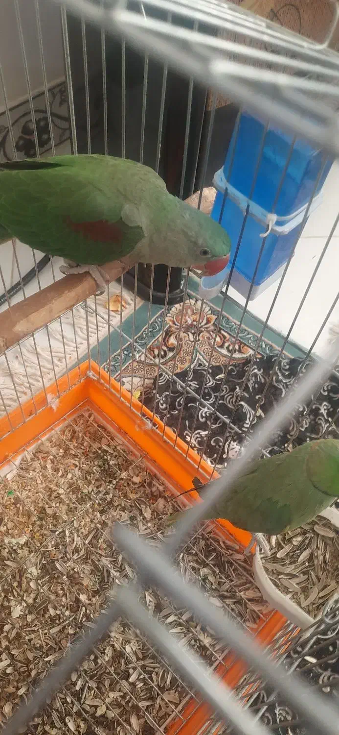 شاه طوطی نر ۴ماهه سخنگو به شرط|پرنده|بیرجند, |دیوار