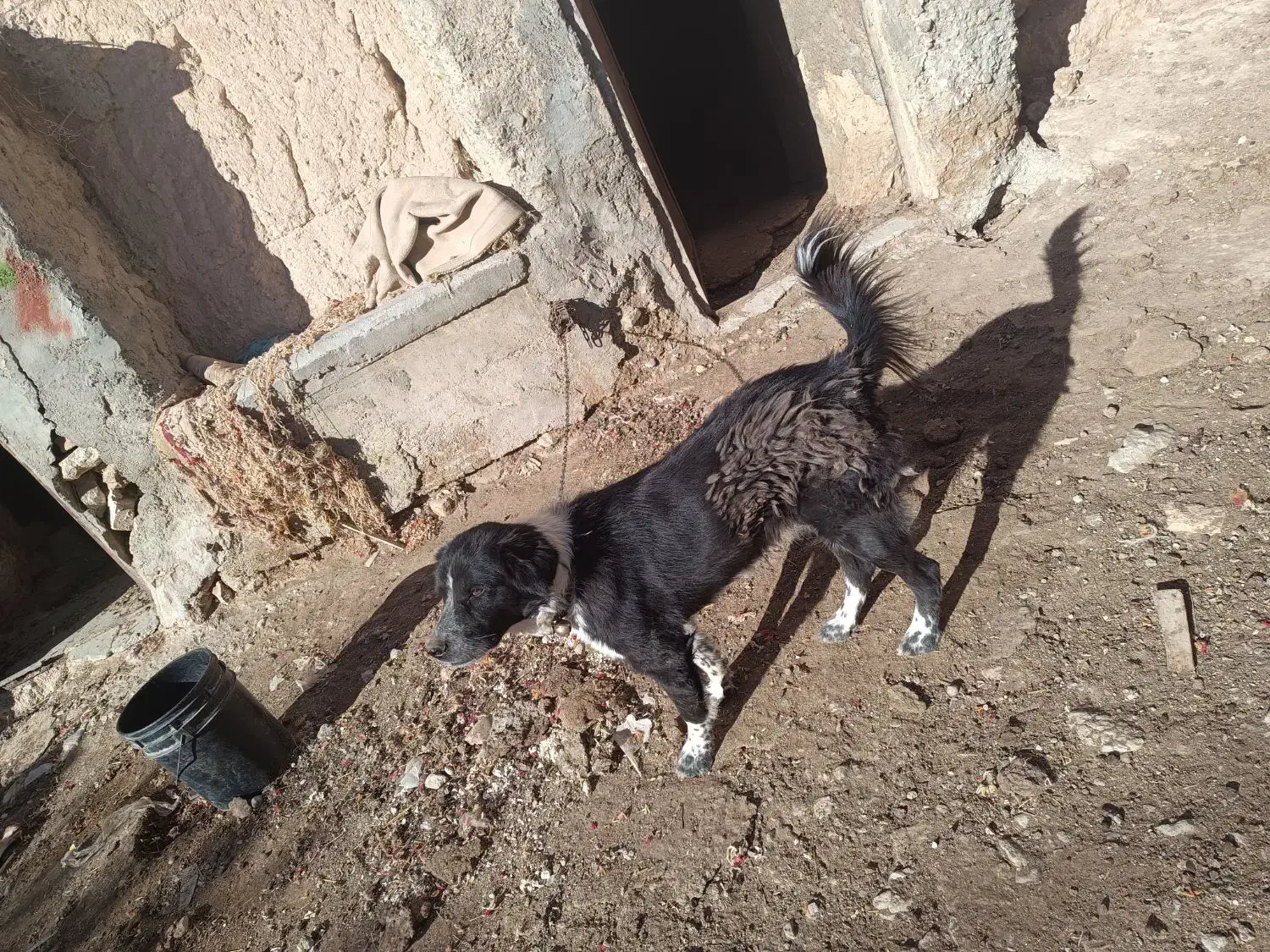 دوعد سگ گله ای برای فروش|سگ|داران, |دیوار