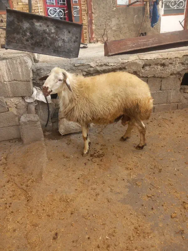 قوچ|حیوانات مزرعه|ازنا, |دیوار