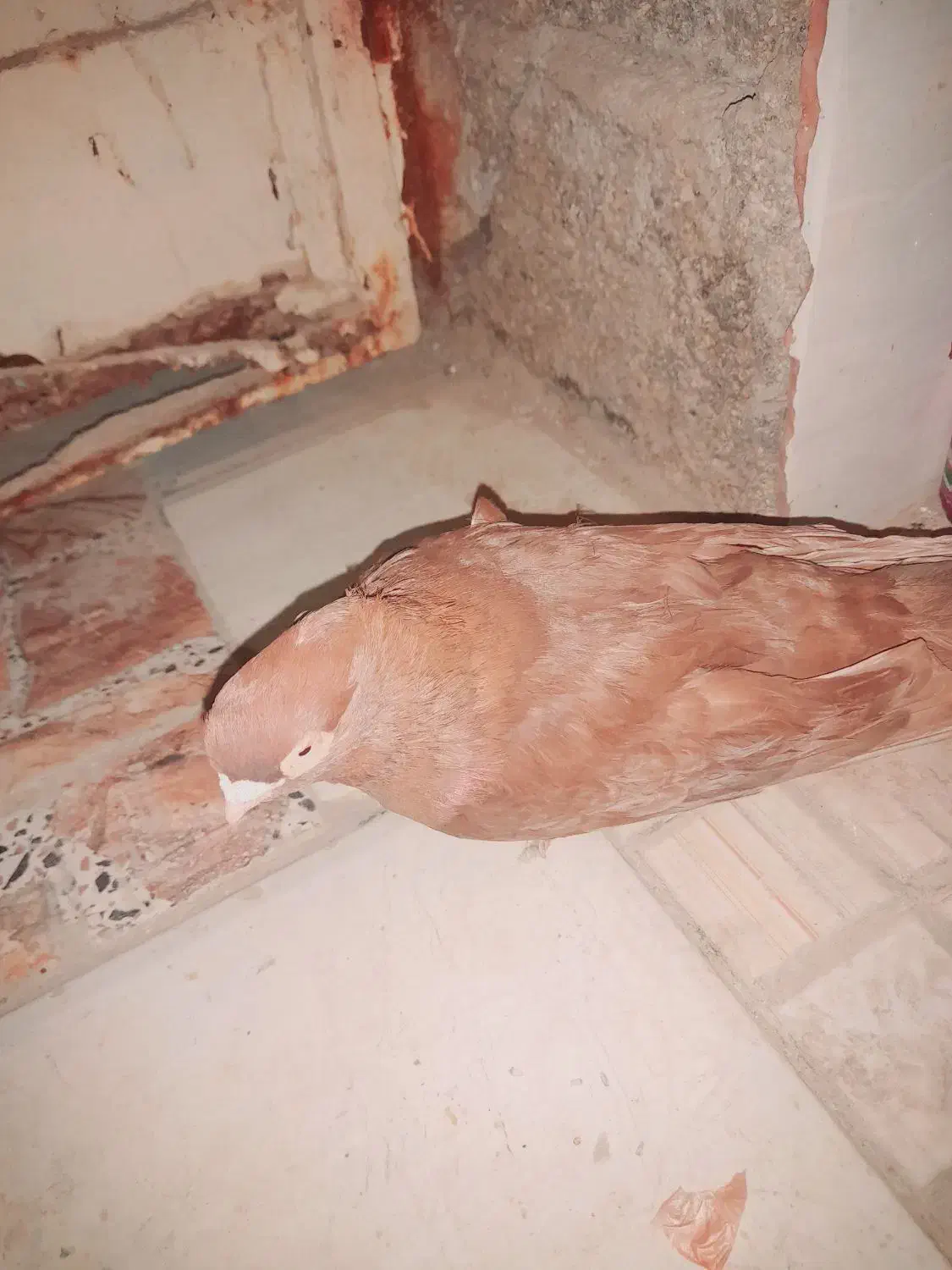 یع جفت صرب|پرنده|هندیجان, |دیوار