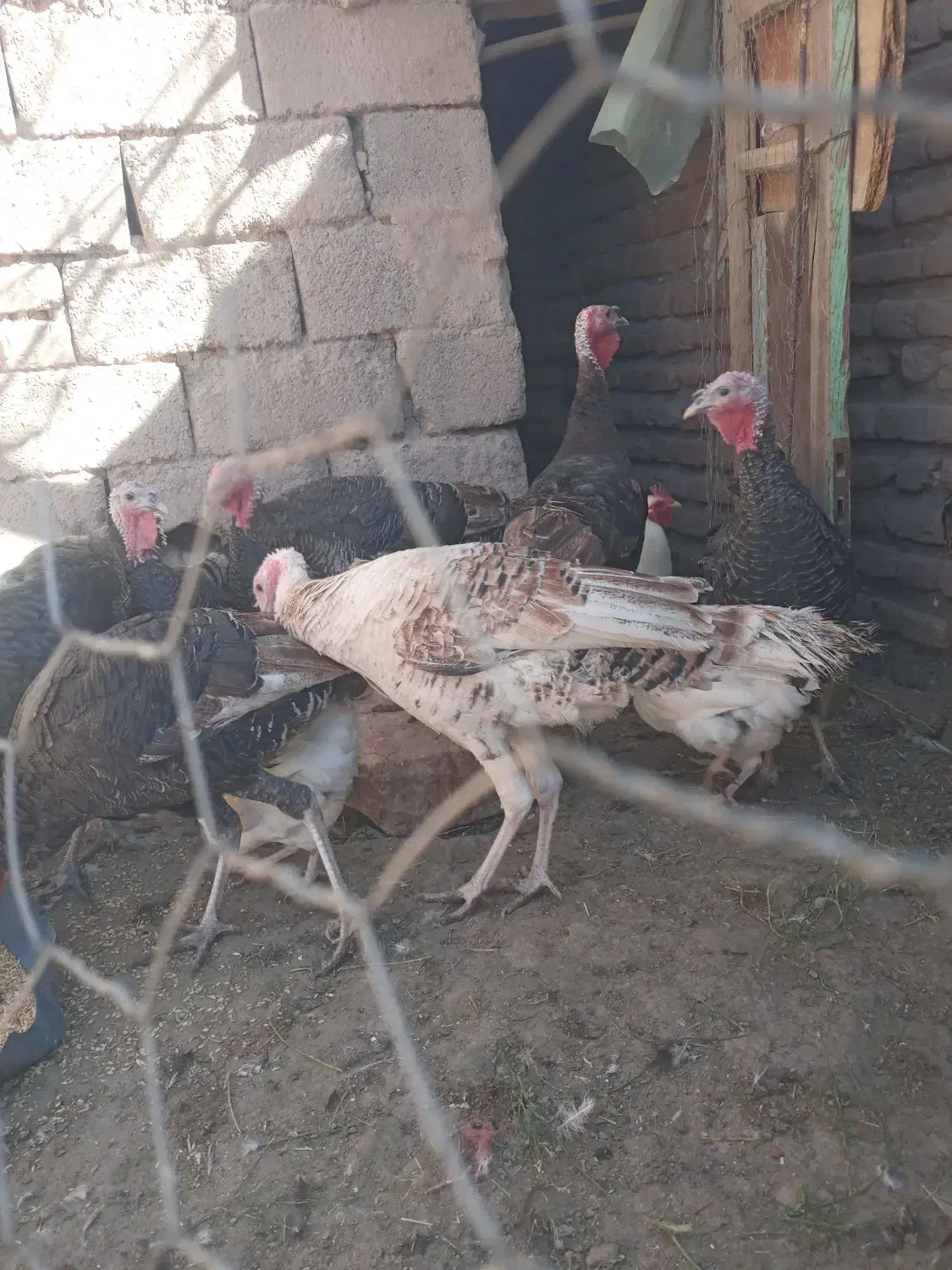 ۱۱عددبوقلمون فروشی|حیوانات مزرعه|راین, |دیوار