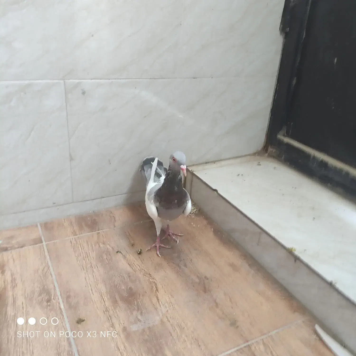 کبوتر ماده|پرنده|شیراز, شهرک امیر کبیر|دیوار